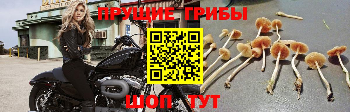 Абакан  Псилоцибиновые грибы прущие грибы  Вход с VPN 